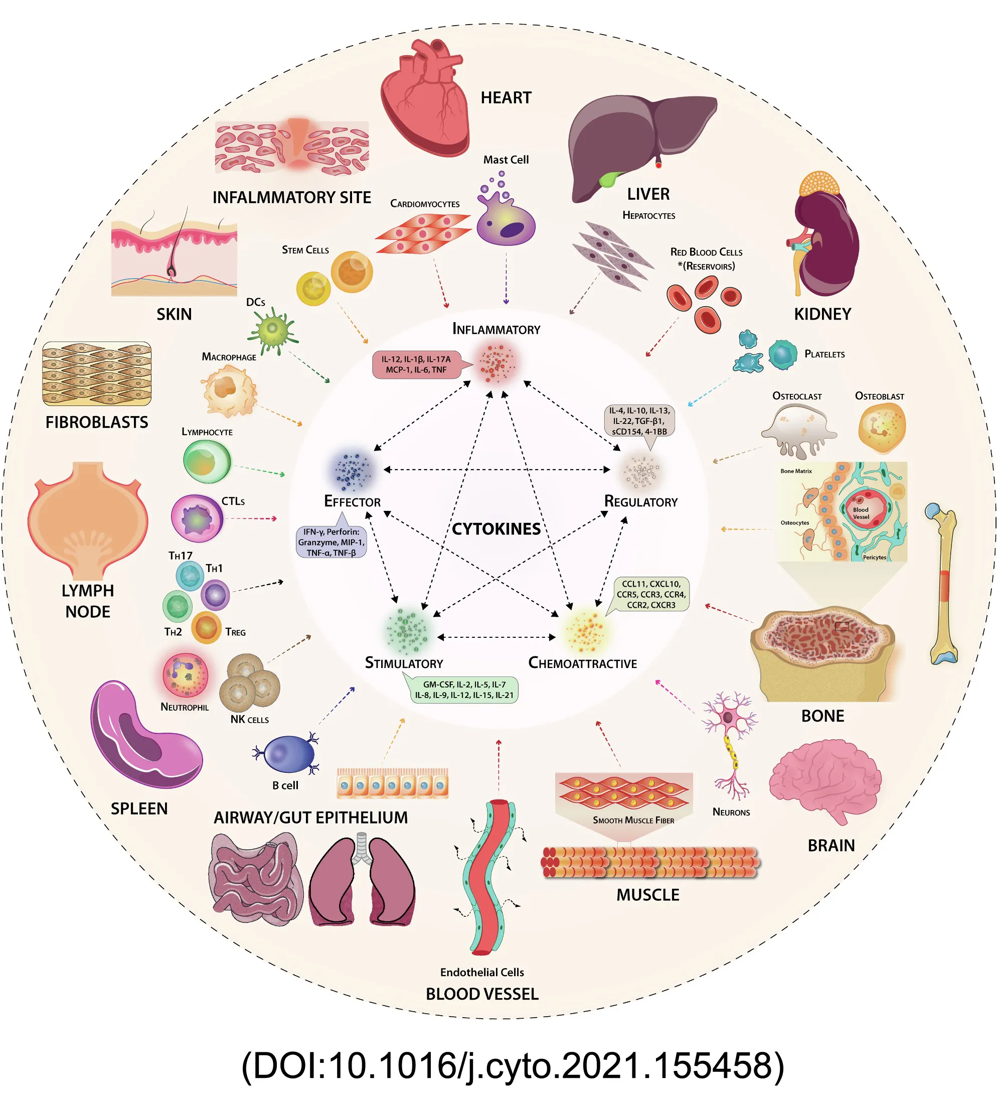 Cytokine Proteins